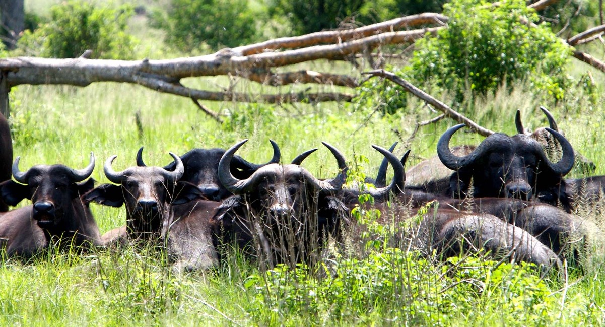 Game Drives in Kidepo
